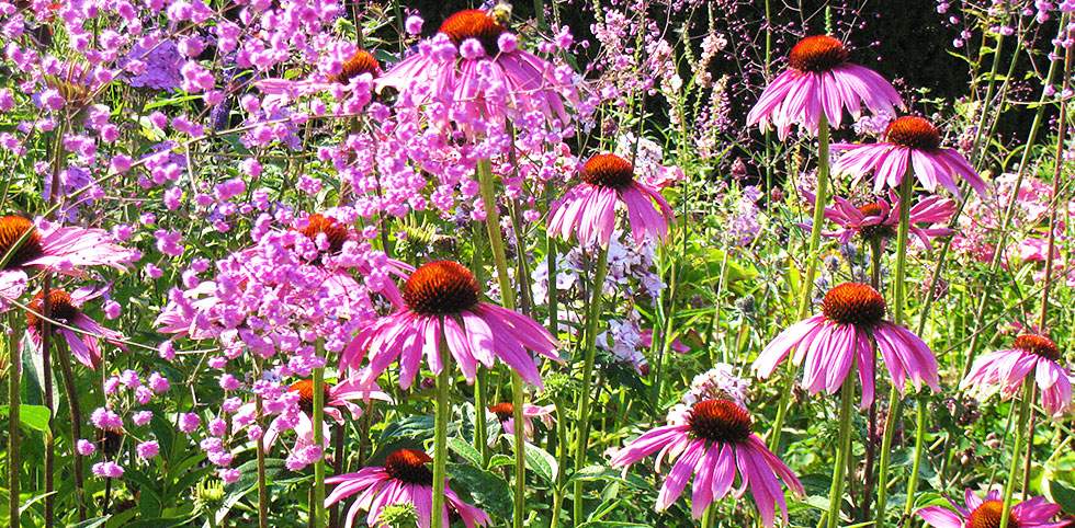 Ein Feld mit lila und weißen Blumen, die in der Sonne blühen.